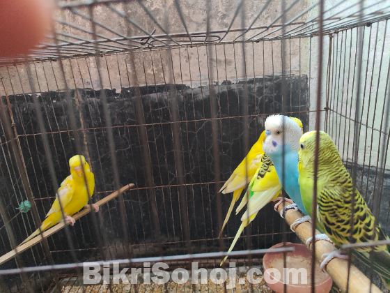 Budgerigar ( বাজিগার  ৫টা)